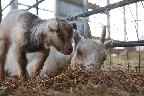 Two week old Benji, a Toggenberg cross goat from Aurora Farm (no s on Farm), roams around the barn with other goats Tuesday afternoon.    Benji nuzzles close to his mom while she rests Tuesday.  April 15, 2014 Ruth Bonneville / Winnipeg Free Press