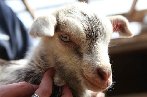 Two week old Benji, a Toggenberg cross goat from Aurora Farm (no s on Farm), roams around the barn with other goats Tuesday afternoon.    April 15, 2014 Ruth Bonneville / Winnipeg Free Press