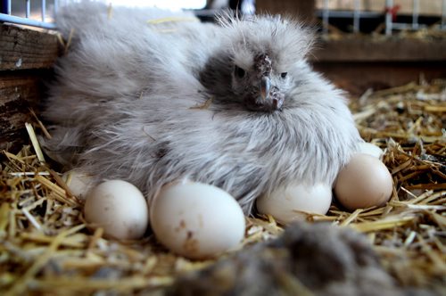 A Silkie hen patiently waits for the 21 eggs she has been sitting on for the past two weeks to hatch which should be around Easter at  Aurora Farm (no s on Farm), Tuesday afternoon.  Some of the eggs were rolled toward her by other hens in her cage hoping she would warm them as well.  Standup photo  April 15, 2014 Ruth Bonneville / Winnipeg Free Press