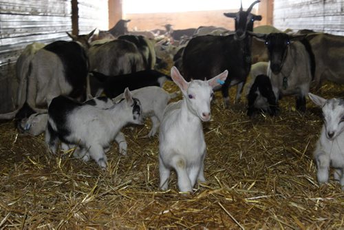 065, 066, 087 - Goat shots with owner Diane Rourke of Oak Island Acres Dairy Farm near Minto. BILL REDEKOP/WINNIPEG FREE PRESS April 14, 2014