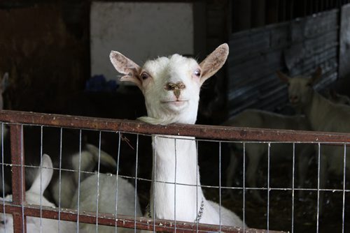 02 - 011 Goats at Oak Island Acres Goat Dairy in Minto. BILL REDEKOP/WINNIPEG FREE PRESS April 14, 2014