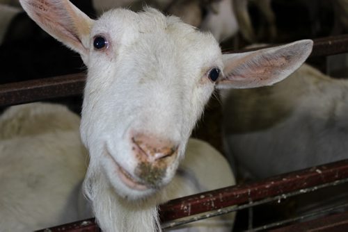02 - 011 Goats at Oak Island Acres Goat Dairy in Minto. BILL REDEKOP/WINNIPEG FREE PRESS April 14, 2014