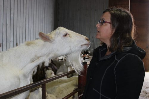 019 -  031 Diane Rourke gets up close and personal with one of her 500 head of goats. BILL REDEKOP/WINNIPEG FREE PRESS April 14, 2014