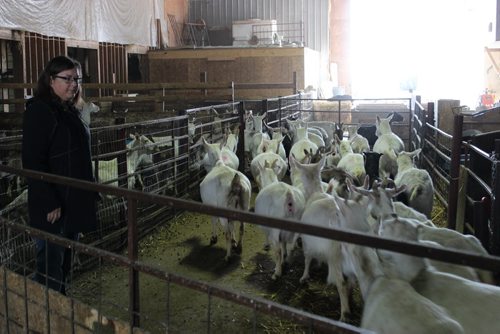 042 Running of the goats. They are moved into a different part of the barn. BILL REDEKOP/WINNIPEG FREE PRESS April 14, 2014