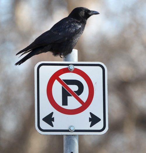 No Parking-A crow sitts on a no parking sign at Kildonan Park in Winnipeg Thursday-   Standup- Apr 17, 2014   (JOE BRYKSA / WINNIPEG FREE PRESS)