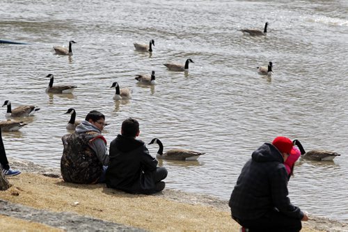 STANDUP - Some kids enjoy the high water at The Forks by attracting some hungry Canada Geese with some sort of feed. NO ID's GIVEN.  BORIS MINKEVICH / WINNIPEG FREE PRESS April 18, 2014