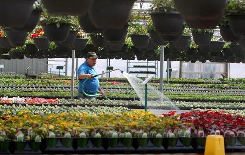 Lacoste Garden Centre greenhouse Manager Stewart McLeod waters racks of colourful flowering plants Saturday afternoon.  April 19, 2014 Ruth Bonneville / Winnipeg Free Press