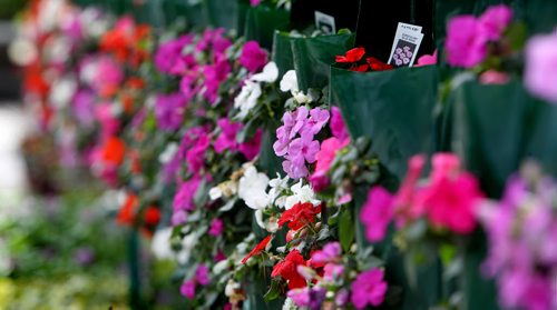 Bags of impatiens begin to blossom as they hang from racks at Lacoste Garden Centre Saturday afternoon.  Garden centres across the city begin to see more foot traffic as the weather slowly warms up.  April 19, 2014 Ruth Bonneville / Winnipeg Free Press