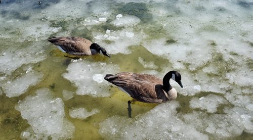 Come on in! The water is f-f-fineÄ¶ Canada Geese spotted on the ponds at Fort Whyte Alive Sunday afternoon had to contend with more ice than water.  140420 April 20, 2014 Mike Deal / Winnipeg Free Press