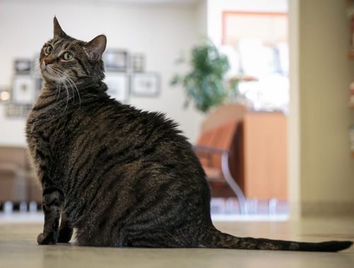 After just over a  month on a weight loss diet at Tuxedo Animal Hospital, Eddie the fat cat is now down from 10 kilograms (23 lbs) to about 9.5 kilograms (21 lbs) as of April 17th.. Quagga  Stray Cat Rescue is looking for someone to adopt the tubby tabby, and follow his strict high protein cat food diet.   See Doug Speirs column. 140417 - Thursday, April 17, 2014 - (Melissa Tait / Winnipeg Free Press)