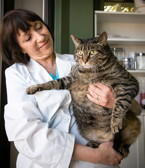Dr. Pat Dorval holds Eddie the fat cat who is now down from 10 kilograms (23 lbs) to about 9.5 kilograms (21 lbs) after a month on a strict diet at Tuxedo Animal Hospital. Quagga  Stray Cat Rescue is looking for someone to adopt the tubby tabby, and follow his high protein cat food diet.   See Doug Speirs column. 140417 - Thursday, April 17, 2014 - (Melissa Tait / Winnipeg Free Press)