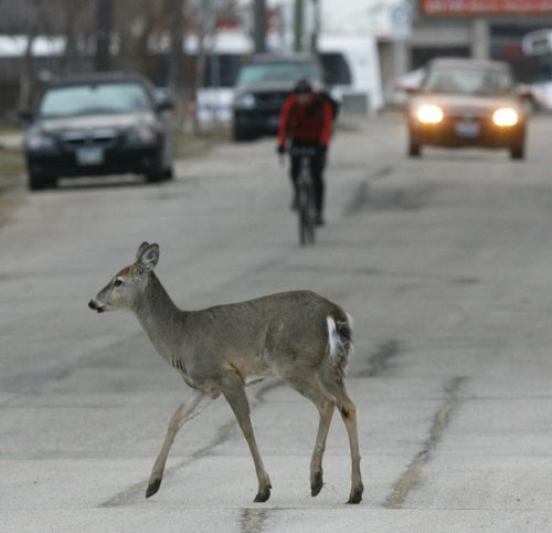 Deer crosses Raglan Rd. along Omand's Creek after dining on front lawns of nearby homes on Earth Day Tuesday morning. Wayne Glowacki / Winnipeg Free Press April 22   2014