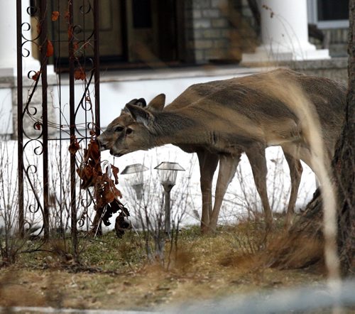Deer dine of the  on front lawns of homes along Wolseley Ave. on Earth Day Tuesday morning. Wayne Glowacki / Winnipeg Free Press April 22   2014