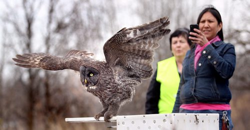 "I'm outt here" a re-habilitated Great Grey Owl makes it's forst flight back to freedom at Bird's Hill Park Wednesday afternoon Althea Guiboche takes a snap with her phone while Judy Robertson (Director of Wildlife Haven)  in  yellow vest, watches. April 23, 2014 - (Phil Hossack / Winnipeg Free Press) See release below.    Media Advisory Our Manitoba Heroes to release Great Gray Owl back to the wild ¤ 3:00 PM today at Birds Hill Provincial Park, Bur Oak Trail ¤ Winnipeg, Manitoba  April 23, 2014  Wildlife Haven Rehabilitation Centre, a member of the National Wildlife Rehabilitators Association dedicated to treating and rehabilitating injured and displaced wildlife, is proud to announce the scheduled release of a Great Gray Owl today at 3:00 pm at Birds Hill Provincial Park near Bur Oak Trail. ¤ The injured owl was rescued in Thomson Manitoba with the help of Manitoba Conservation and Calm Air. The female owl has been recovering at Wildlife Havens Ile des Chenes facility for the past month. Wildlife Haven has been chosen as one of three charitable partners for the second annual Our Manitoba Heroes Gala. We want to help celebrate this made in Manitoba event with the release of our most recent Great Gray Owl patient. This release is dedicated to the volunteers, nominees and recipients of Our Manitoba Heroes gala event, said Judy Robertson, Director for Wildlife Haven. ¤ Our Manitoba Heroes is extremely honoured to be participating in the release of this magnificent owl. Which is also the official bird emblem of the province, said Paul Bennett, Chairman of Our Manitoba Heroes. The Great Gray Owl is a perfect symbol of the strength and wisdom that Our Manitoba Heroes nominees and recipients display everyday. ¤ -30- ¤ About Wildlife Haven Rehabilitation Centre Formed in 1984 by a group of environmentally concerned citizens, the Manitoba Wildlife Rehabilitation Organization (MWRO) was Manitoba's first wildlife rehabilitation organization. Our first Centre was cons