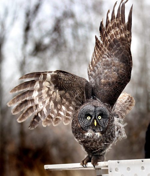 "I'm outt here" a re-habilitated Great Grey Owl makes it's forst flight back to freedom at Bird's Hill Park Wednesday afternoon. See release below. April 23, 2014 - (Phil Hossack / Winnipeg Free Press)    Media Advisory Our Manitoba Heroes to release Great Gray Owl back to the wild ¤ 3:00 PM today at Birds Hill Provincial Park, Bur Oak Trail ¤ Winnipeg, Manitoba  April 23, 2014  Wildlife Haven Rehabilitation Centre, a member of the National Wildlife Rehabilitators Association dedicated to treating and rehabilitating injured and displaced wildlife, is proud to announce the scheduled release of a Great Gray Owl today at 3:00 pm at Birds Hill Provincial Park near Bur Oak Trail. ¤ The injured owl was rescued in Thomson Manitoba with the help of Manitoba Conservation and Calm Air. The female owl has been recovering at Wildlife Havens Ile des Chenes facility for the past month. Wildlife Haven has been chosen as one of three charitable partners for the second annual Our Manitoba Heroes Gala. We want to help celebrate this made in Manitoba event with the release of our most recent Great Gray Owl patient. This release is dedicated to the volunteers, nominees and recipients of Our Manitoba Heroes gala event, said Judy Robertson, Director for Wildlife Haven. ¤ Our Manitoba Heroes is extremely honoured to be participating in the release of this magnificent owl. Which is also the official bird emblem of the province, said Paul Bennett, Chairman of Our Manitoba Heroes. The Great Gray Owl is a perfect symbol of the strength and wisdom that Our Manitoba Heroes nominees and recipients display everyday. ¤ -30- ¤ About Wildlife Haven Rehabilitation Centre Formed in 1984 by a group of environmentally concerned citizens, the Manitoba Wildlife Rehabilitation Organization (MWRO) was Manitoba's first wildlife rehabilitation organization. Our first Centre was constructed in 1993 and transformed from a small organization running out of the back yards of it's volunteers to a full-fledged organization hosting an administration building,