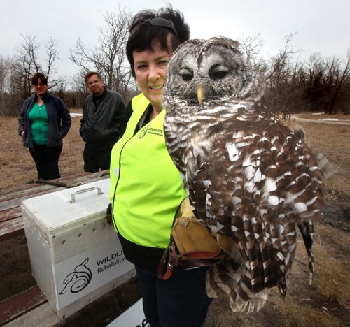 "Bardy" a Barred Owl is held by  Judy Robertson (Director of Wildlife Haven)  in  yellow vest. Bardy (it cannot be released to the wild and acts as a "spokesowl" for the re-hab center) made a "cameo" appearance at the release of a Great Grey Owl at Bird's Hill Park Wednesday afternoon. April 23, 2014 - (Phil Hossack / Winnipeg Free Press) See release below.    Media Advisory Our Manitoba Heroes to release Great Gray Owl back to the wild ¤ 3:00 PM today at Birds Hill Provincial Park, Bur Oak Trail ¤ Winnipeg, Manitoba  April 23, 2014  Wildlife Haven Rehabilitation Centre, a member of the National Wildlife Rehabilitators Association dedicated to treating and rehabilitating injured and displaced wildlife, is proud to announce the scheduled release of a Great Gray Owl today at 3:00 pm at Birds Hill Provincial Park near Bur Oak Trail. ¤ The injured owl was rescued in Thomson Manitoba with the help of Manitoba Conservation and Calm Air. The female owl has been recovering at Wildlife Havens Ile des Chenes facility for the past month. Wildlife Haven has been chosen as one of three charitable partners for the second annual Our Manitoba Heroes Gala. We want to help celebrate this made in Manitoba event with the release of our most recent Great Gray Owl patient. This release is dedicated to the volunteers, nominees and recipients of Our Manitoba Heroes gala event, said Judy Robertson, Director for Wildlife Haven. ¤ Our Manitoba Heroes is extremely honoured to be participating in the release of this magnificent owl. Which is also the official bird emblem of the province, said Paul Bennett, Chairman of Our Manitoba Heroes. The Great Gray Owl is a perfect symbol of the strength and wisdom that Our Manitoba Heroes nominees and recipients display everyday. ¤ -30- ¤ About Wildlife Haven Rehabilitation Centre Formed in 1984 by a group of environmentally concerned citizens, the Manitoba Wildlife Rehabilitation Organization (MWRO) was Manitoba's first wildlife rehabilitation o