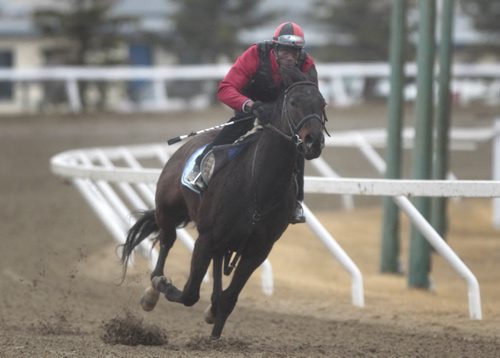 Sports.   Neville Stephenson rides Get Even Girl on the track at Assiniboia Downs Thursday morning . For Paul Wiecek story.  Wayne Glowacki / Winnipeg Free Press April 24   2014
