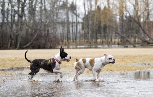 140426 Winnipeg - DAVID LIPNOWSKI / WINNIPEG FREE PRESS (April 26, 2014) The dogs enjoyed the warm weather and puddles at the Charleswood Dog Park Saturday afternoon.