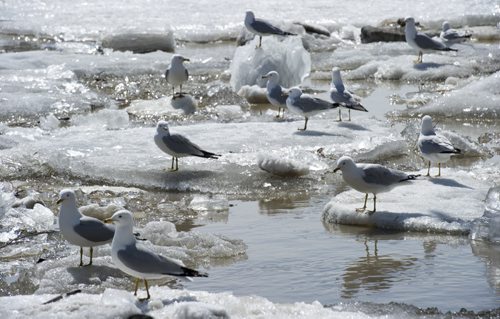 140426 Winnipeg - DAVID LIPNOWSKI / WINNIPEG FREE PRESS (April 26, 2014) Seagulls rest on ice chunks at the Forks Saturday afternoon.