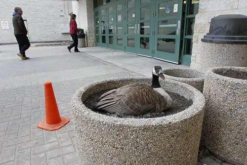 April 27, 2014 - 140427  -  A mother goose nests in a flower pot as science fair spectators enter Investors Group Athletic Centre at the University of Manitoba Sunday, April 27, 2014.  John Woods / Winnipeg Free Press