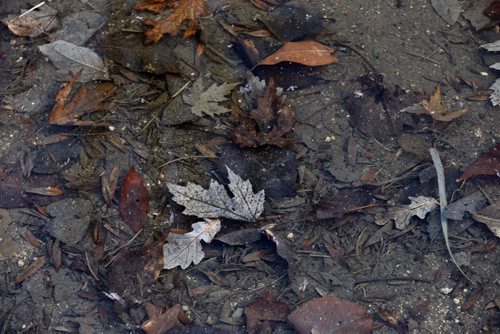 PICTURE PAGE : Rain stdups for picture page : spring puddle after rain  with  fall leaves and spring debris  trapped from last fall headed to street catch basin  . APRIL 29 2014 / KEN GIGLIOTTI / WINNIPEG FREE PRESS