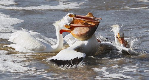 April 29, 2014 - 140429  - An American White Pelican gets some unwanted attention as he tries to enjoy his fish dinner at Lockport Tuesday, April 29, 2014. John Woods / Winnipeg Free Press