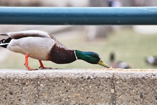 A mallard duck nibbles on some seed left on a ledge at The Forks Sunday.  140511 May 11, 2014 Mike Deal / Winnipeg Free Press