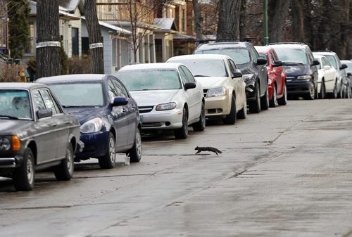 Stdup Re-Thinking the gathering of Nuts  ? - May Snow Äì A light dusting of snow fell inside the city as the day began but melted almost as fast as it appeared .Snow covered cars in the Wolseley Area  May 14 2014 / KEN GIGLIOTTI / WINNIPEG FREE PRESS
