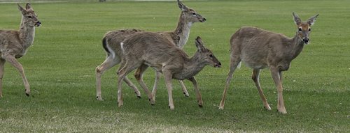 STDUP.  Park Deer . A group of deer were feeding on fresh wet grass  on the Assiniboine  Park cricket  pitch  during mid morning  cool temps of +3 .+8 is the expected high . May 14 2014 / KEN GIGLIOTTI / WINNIPEG FREE PRESS