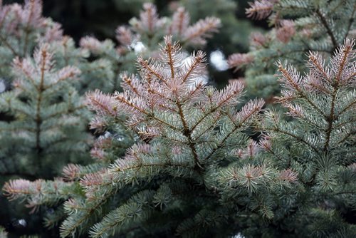 Winter damaged spruce tips - Winter damaged cedar and evergreen trees  for Bart's story - May 14 2014 / KEN GIGLIOTTI / WINNIPEG FREE PRESS