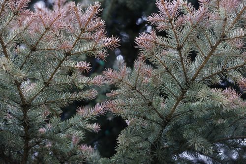 Winter damaged spruce branch  tips .Winter damaged cedar and evergreen trees  for Bart's story - May 14 2014 / KEN GIGLIOTTI / WINNIPEG FREE PRESS