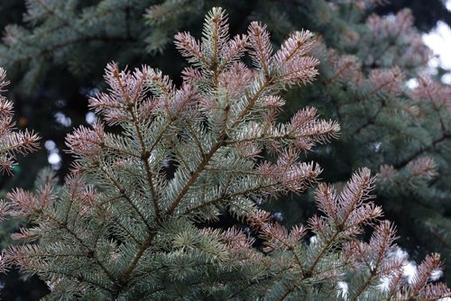 Winter Damaged spruce branch tips - Winter damaged cedar and evergreen trees  for Bart's story - May 14 2014 / KEN GIGLIOTTI / WINNIPEG FREE PRESS