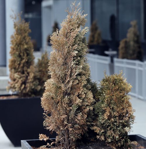 Winter damaged cedar and evergreen trees   in pots  near the Hydro Building  for Bar's story - May 14 2014 / KEN GIGLIOTTI / WINNIPEG FREE PRESS