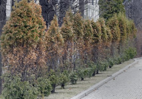 Lining private driveway -Winter damaged cedar and evergreen trees  for Bart's story - May 14 2014 / KEN GIGLIOTTI / WINNIPEG FREE PRESS