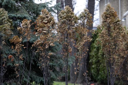 Winter damaged hedge cedar and  next to healthy evergreen trees  for Bart's story - May 14 2014 / KEN GIGLIOTTI / WINNIPEG FREE PRESS