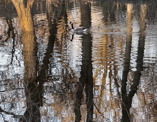 Stdup . A Canada  Goose takes in a bright ,sunny and  calm start to the day  reflected along Omands Creek at Halter Park  May 16 2014 / KEN GIGLIOTTI / WINNIPEG FREE PRESS