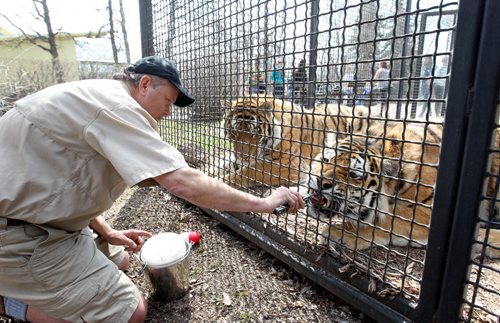 Richard Dickens, trains the Siberian Amur Tigers (Samkha and Vasili) at the Assiniboine Park Zoo Saturday morning. For 49.8 story on Tiger breeding. May 17, 2014 Ruth Bonneville / Winnipeg Free Press