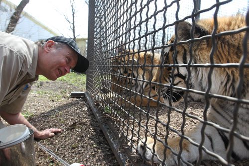 Richard Dickens, trains the Siberian Amur Tigers (Samkha and Vasili) at the Assiniboine Park Zoo Saturday morning. For 49.8 story on Tiger breeding. May 17, 2014 Ruth Bonneville / Winnipeg Free Press