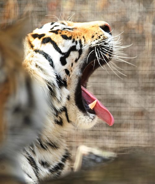 Two year old male Siberian Amur Tiger "Vasili"  opens his mouth wide as he yawns while he lays in the shade in his enclosure at the Assiniboine Park Zoo Saturday morning. For 49.8 story on Tiger breeding. May 17, 2014 Ruth Bonneville / Winnipeg Free Press