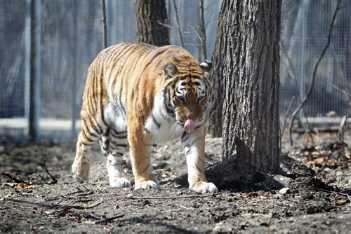 Fifteen  year old   female Siberian Amur Tiger "Kendra"  paces in her enclosure at the Assiniboine Park Zoo Saturday morning. For 49.8 story on Tiger breeding. May 17, 2014 Ruth Bonneville / Winnipeg Free Press