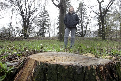 Martha Barwinsky re: the elm trees  in Kildonan Park. This is a stump of an elm tree  along the river at the park that has been recently cut down.  For Alex Paul story. Wayne Glowacki / Winnipeg Free Press May 20 2014
