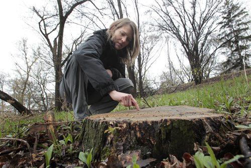 Martha Barwinsky re: the elm trees  in Kildonan Park. This is a stump of an elm tree  along the river at the park that has been recently cut down.  For Alex Paul story. Wayne Glowacki / Winnipeg Free Press May 20 2014