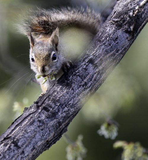Eat your greens. A squirrell dines on tender elm seeds in a tree at The Forks on a beautiful Friday morning. Wayne Glowacki / Winnipeg Free Press May 2 2014
