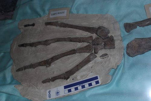 02 - 08 - My Left Foot: the fossilized foot bones of the crocodile found near Dauphin. BILL REDEKOP/WINNIPEG FREE PRESS April 11,2014