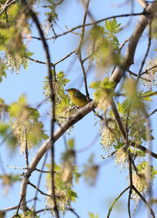 A warbler perches in a tree in St. Vital Park on Fri., May 23, 2014. Photo by Jason Halstead/Winnipeg Free Press
