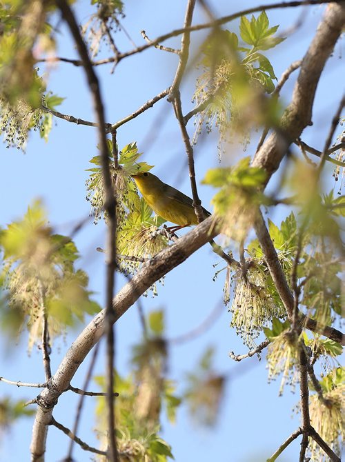 A warbler perches in a tree in St. Vital Park on Fri., May 23, 2014. Photo by Jason Halstead/Winnipeg Free Press