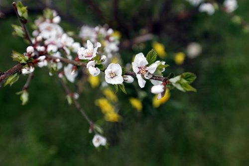 STDUP Äì This weekends steady rain has brought out the late  blooms and colours  and leaves of spring .May 26 2014 / KEN GIGLIOTTI / WINNIPEG FREE PRESS