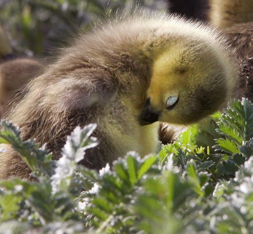 Spring Arrival-Young goslings look for protection from their mother Tuesday morning at a retention pond near Hecla Ave in Woodsworth Park  The incubation period for Canada geese is 28-30 days-Standup photo- May 27, 2014   (JOE BRYKSA / WINNIPEG FREE PRESS)