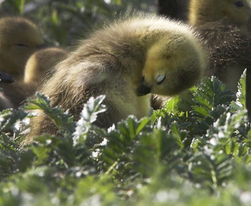 Spring Arrival-Young goslings look for protection from their mother Tuesday morning at a retention pond near Hecla Ave in Woodsworth Park  The incubation period for Canada geese is 28-30 days-Standup photo- May 27, 2014   (JOE BRYKSA / WINNIPEG FREE PRESS)