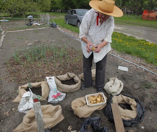 STANDUP - 84 year old gardener Annie Janzen plants potatoes in her community garden plot she has had for over 20 years. The Riverview community gardens are located between the raised berm of Churchill Drive and the Red River within Churchill Drive Park. BORIS MINKEVICH / WINNIPEG FREE PRESS  May 28, 2014